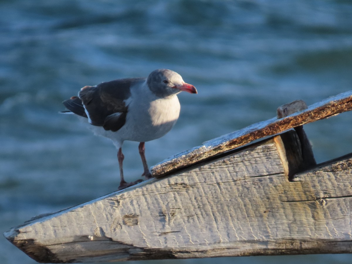 Dolphin Gull - ML613439652