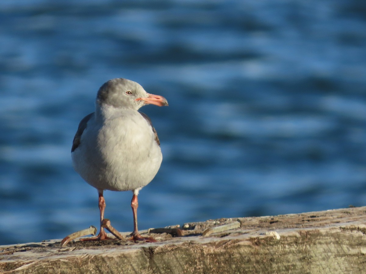 Dolphin Gull - ML613439653