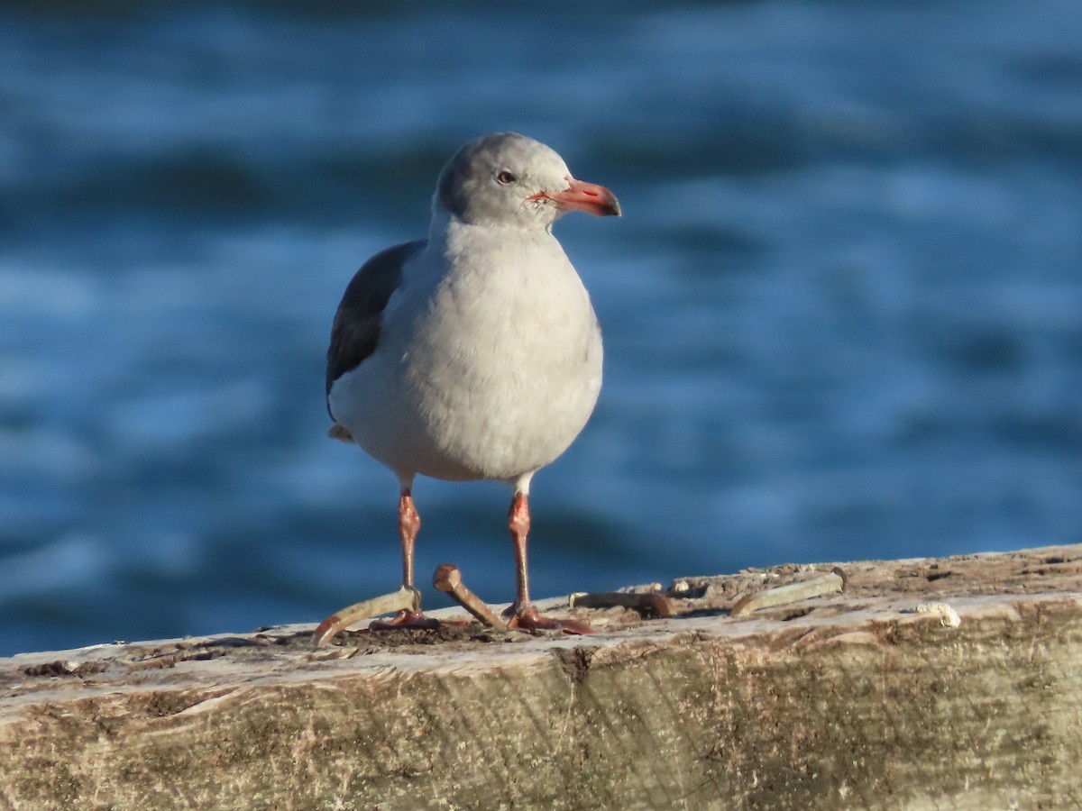 Dolphin Gull - ML613439655