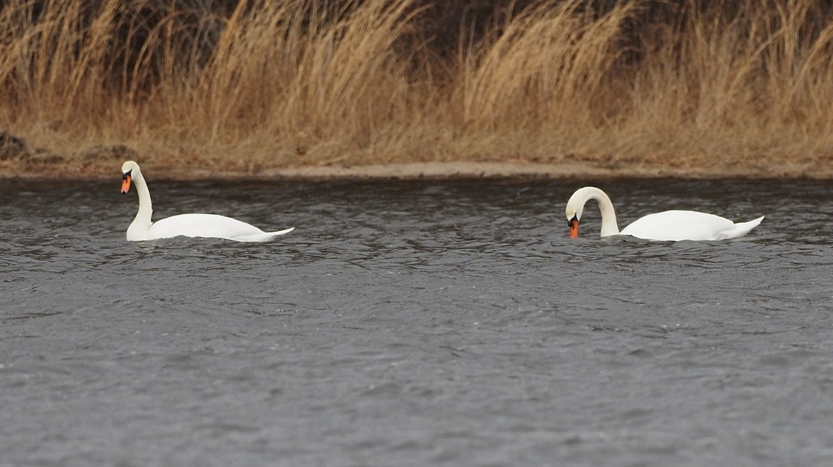 Хуруут хун - ML613439732