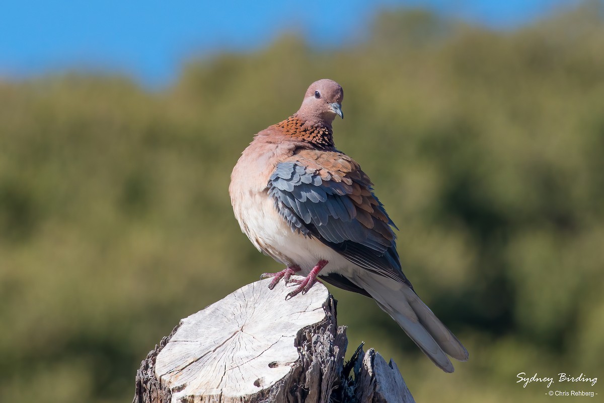 Laughing Dove - Chris Rehberg  | Sydney Birding