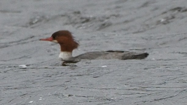 Хумхин бохио - ML613439737