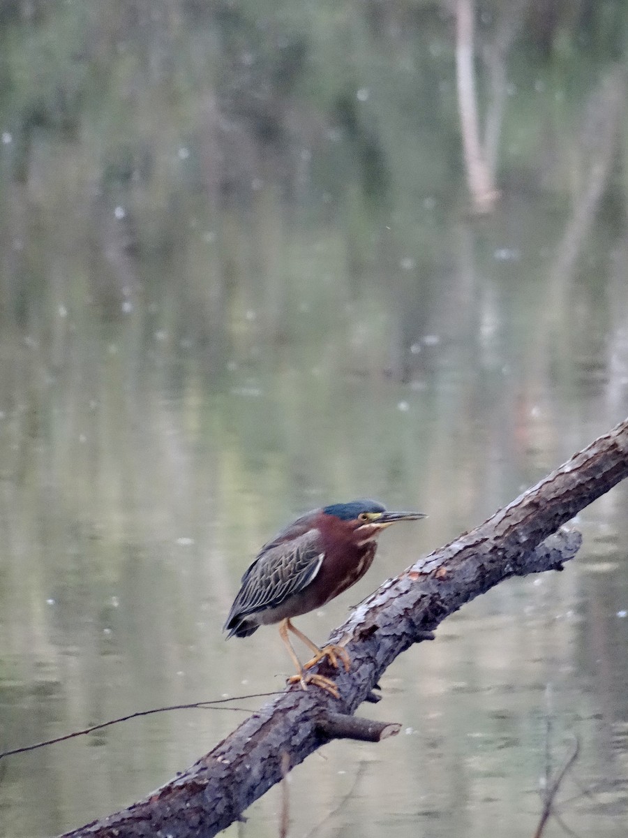 Green Heron - ML613439880