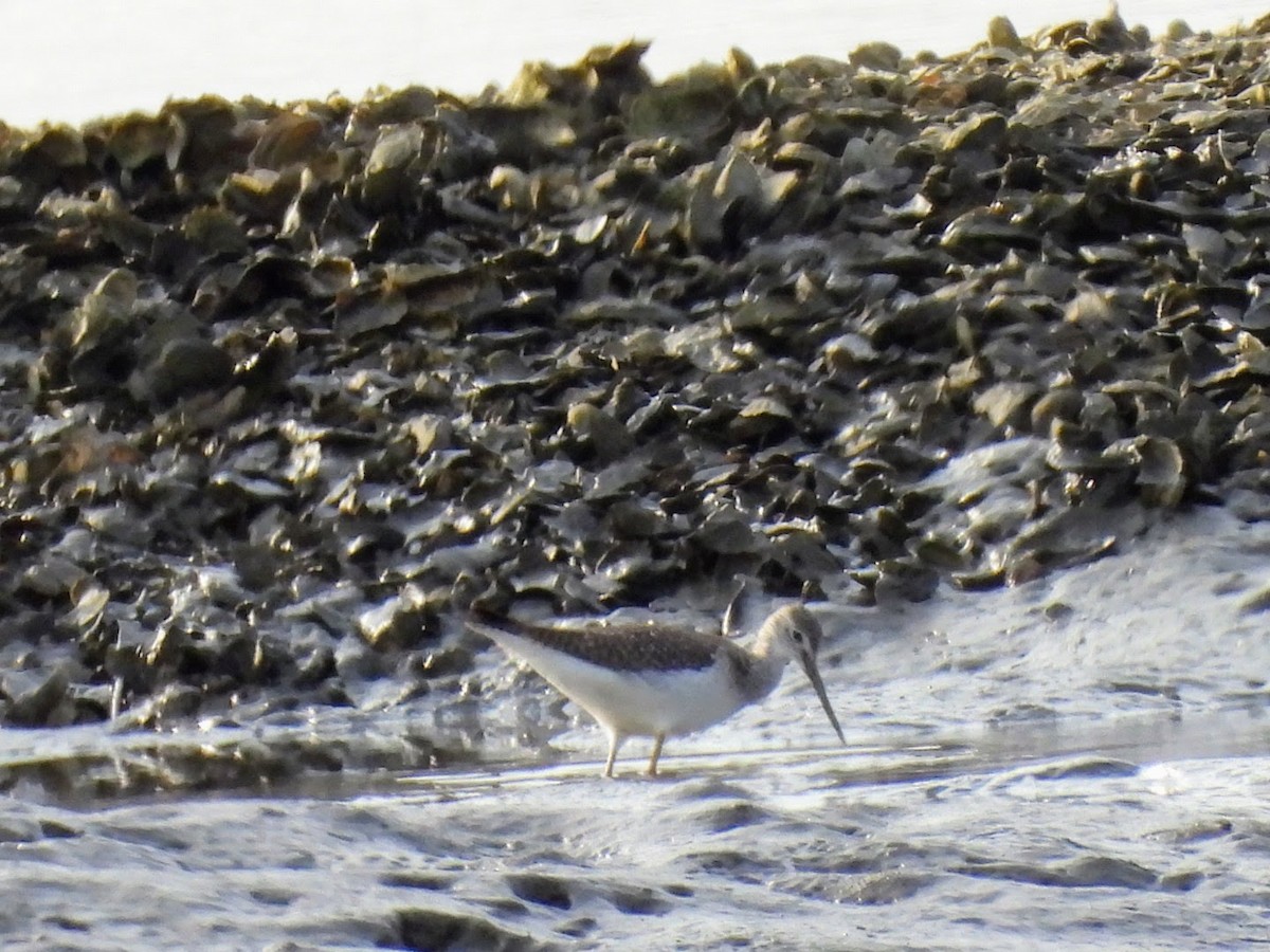 Greater Yellowlegs - ML613439925