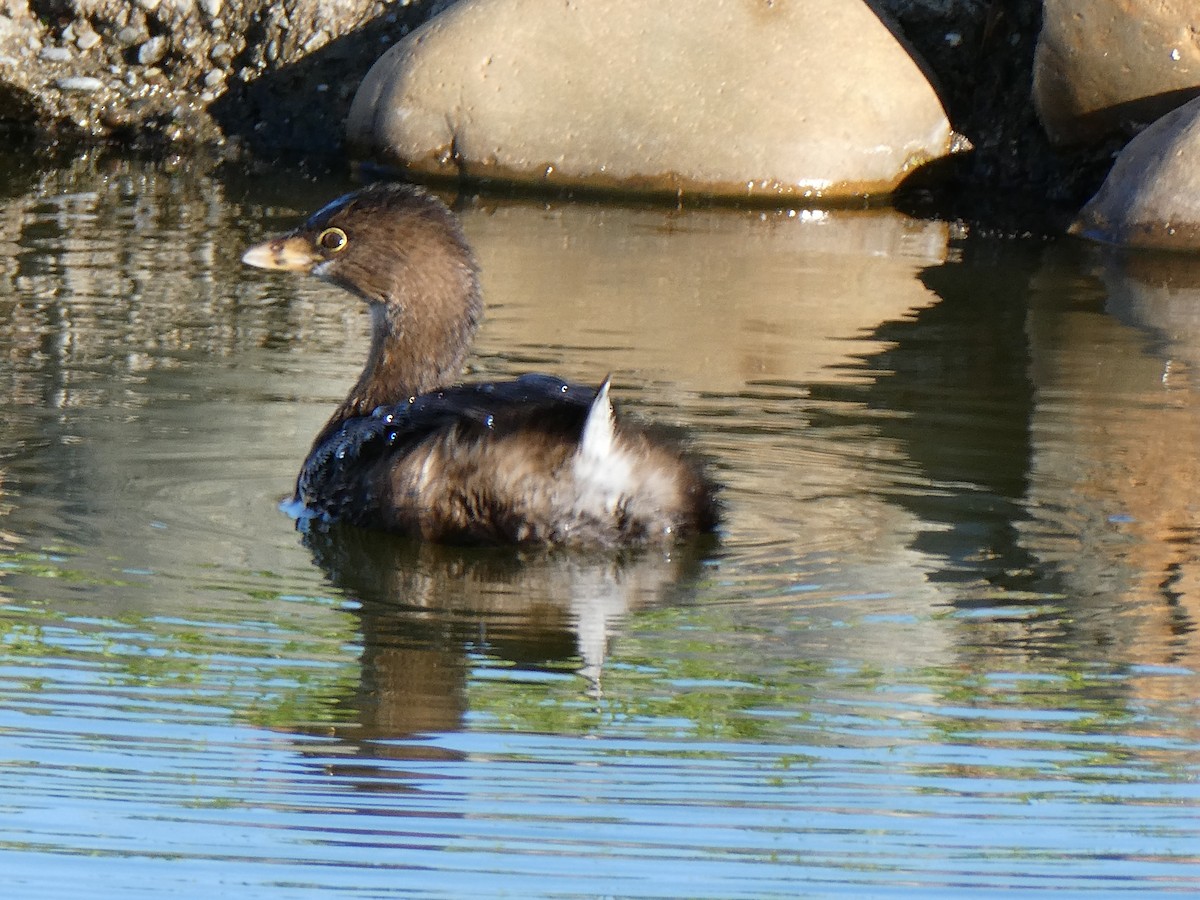 Pied-billed Grebe - ML613439928