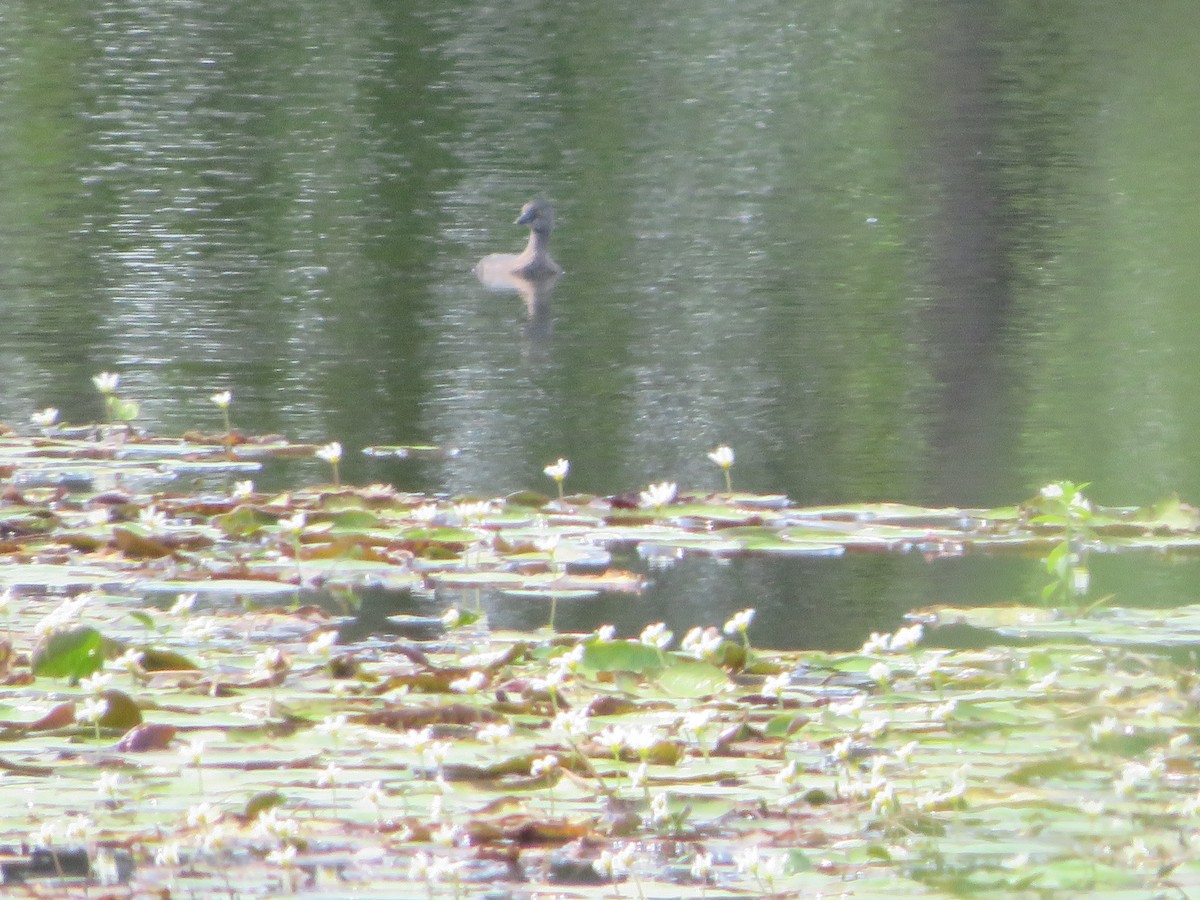 Least Grebe - Joshimar Navarro