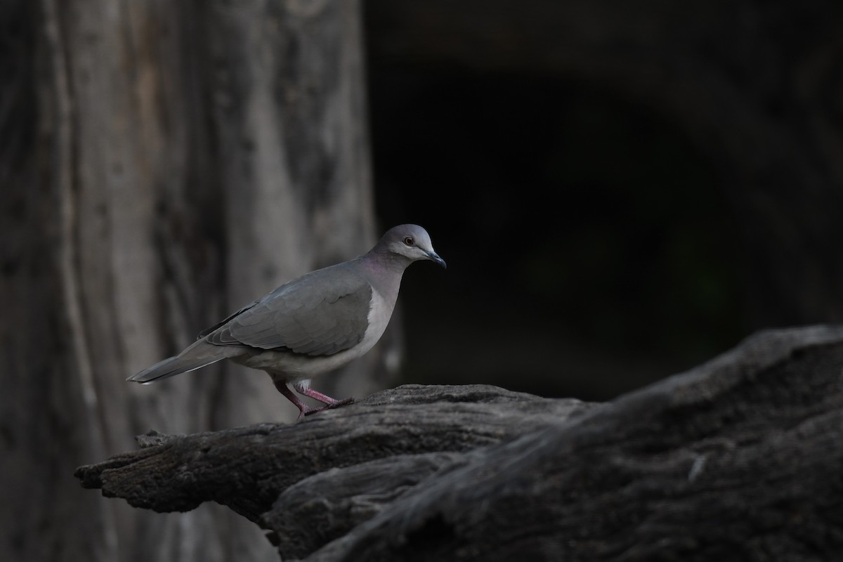 White-tipped Dove - ML613440015