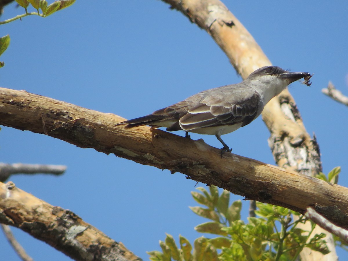 Gray Kingbird - Joshimar Navarro