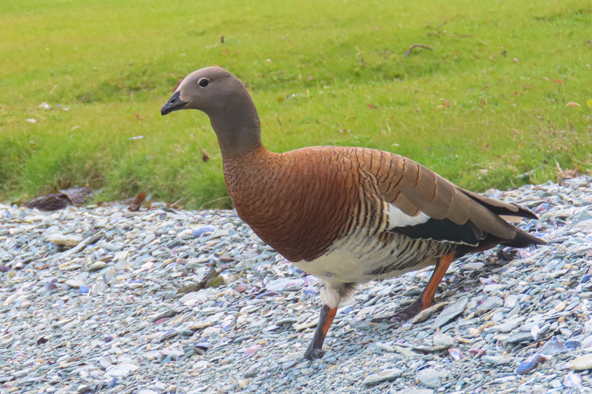 Ashy-headed Goose - Itamar Donitza