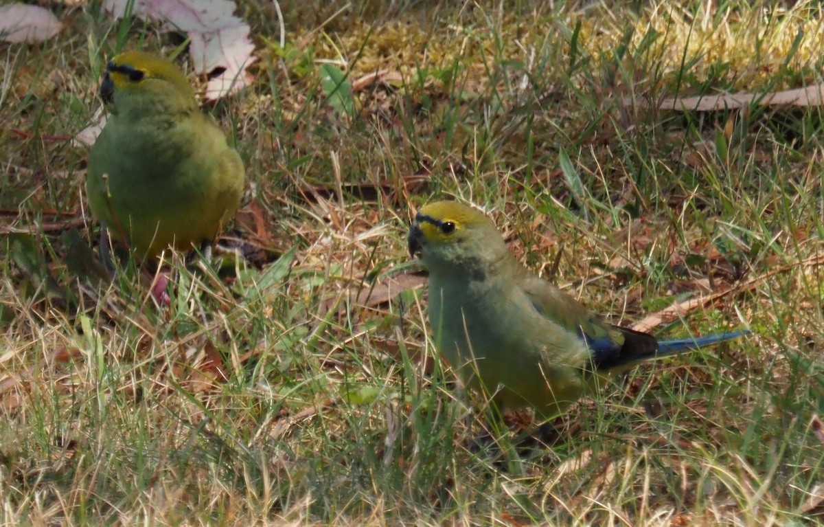 Синекрылый травяной попугайчик - ML613440131
