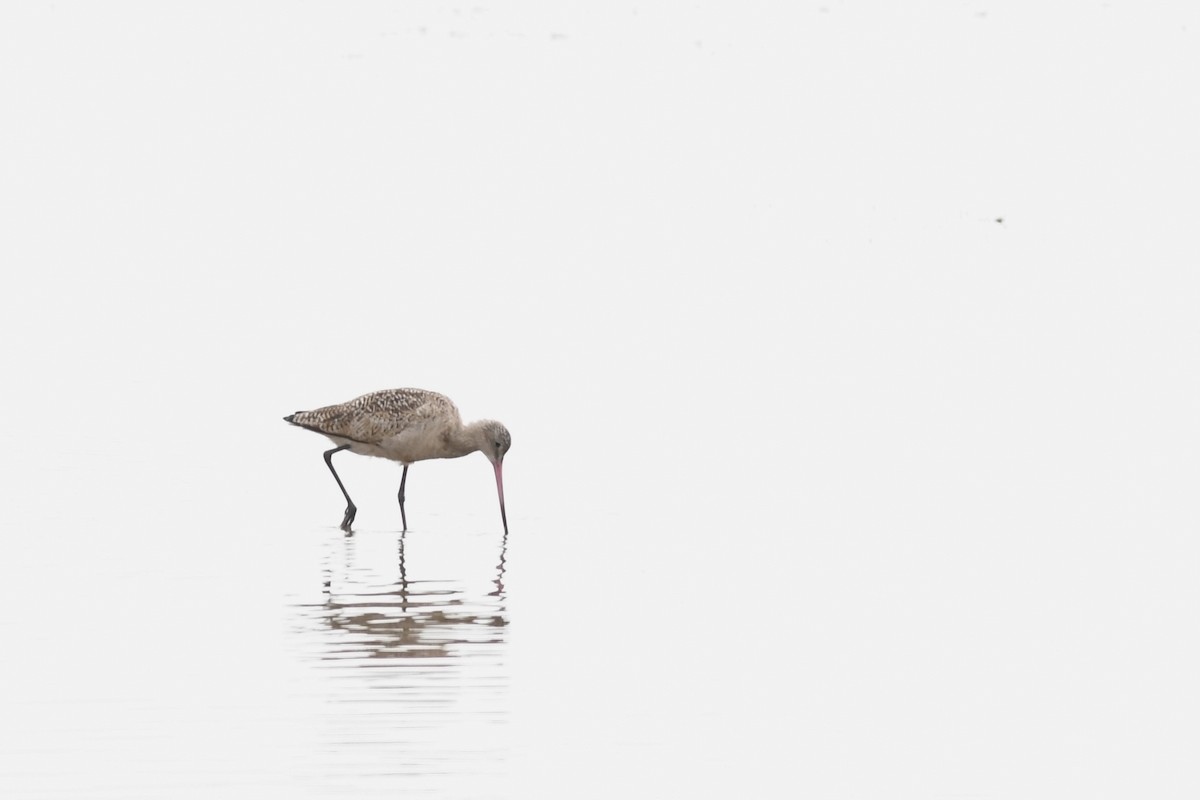 Marbled Godwit - ML613440164