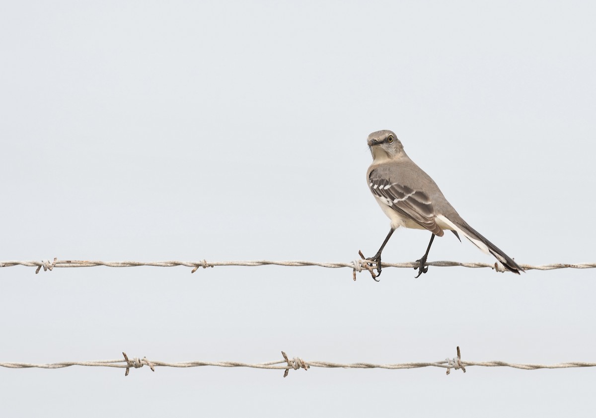 Northern Mockingbird - ML613440171