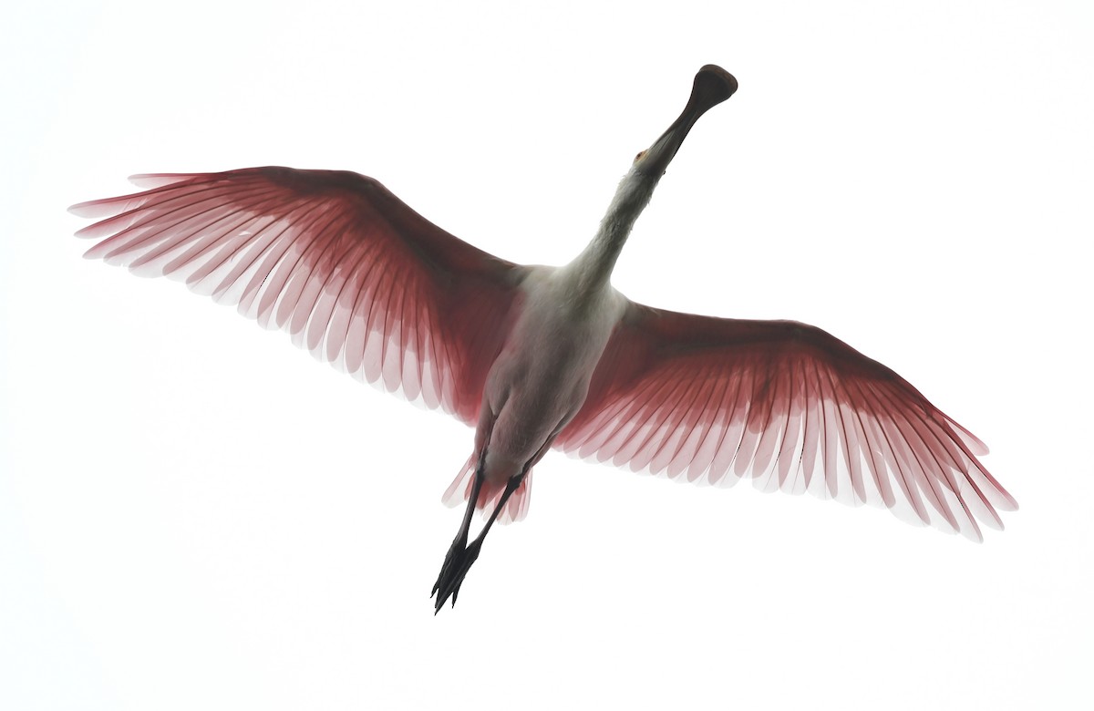 Roseate Spoonbill - ML613440204