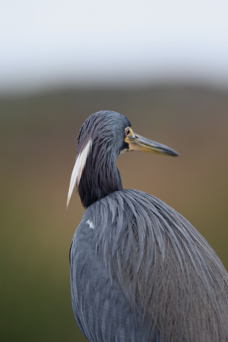 Tricolored Heron - ML613440225