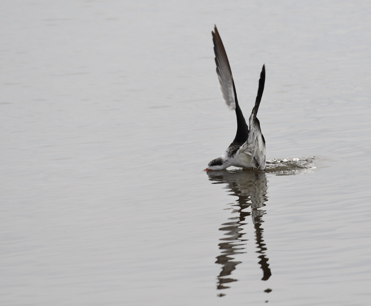 Black Skimmer - ML613440239