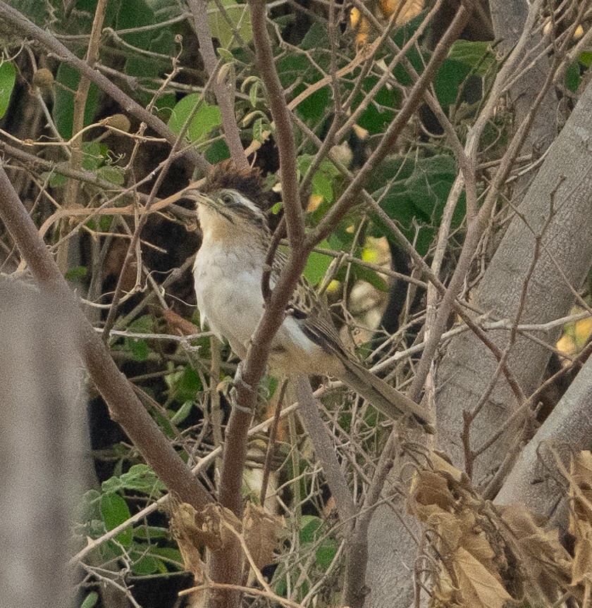 Striped Cuckoo - ML613440250