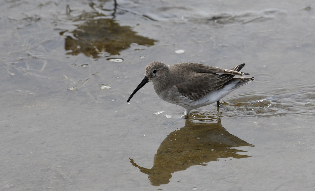 Dunlin - ML613440258