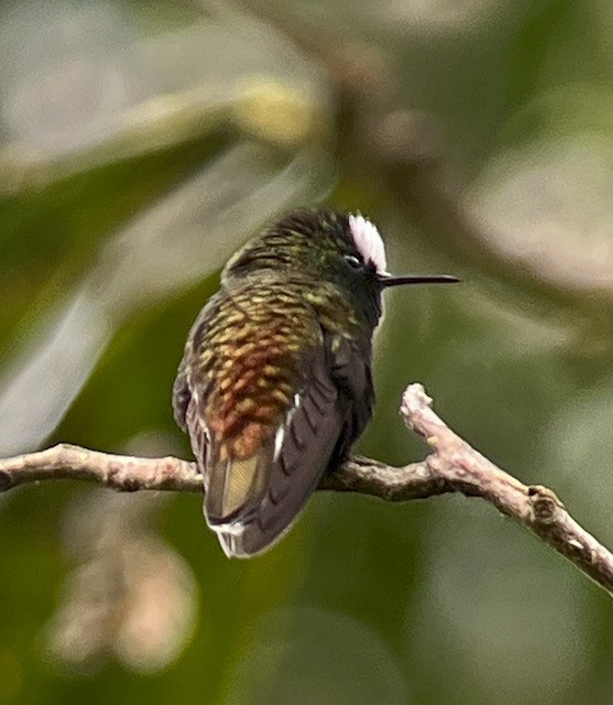 kolibřík běločelý - ML613440332