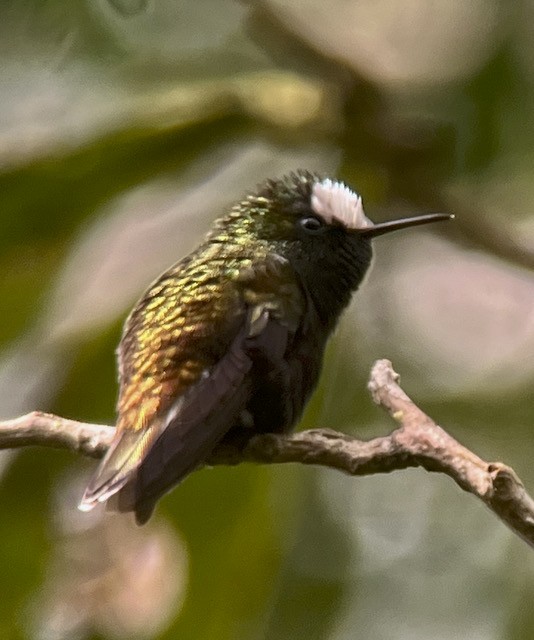 kolibřík běločelý - ML613440334