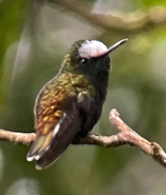 kolibřík běločelý - ML613440335