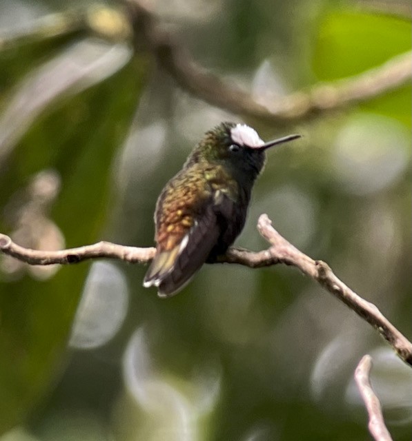 kolibřík běločelý - ML613440337