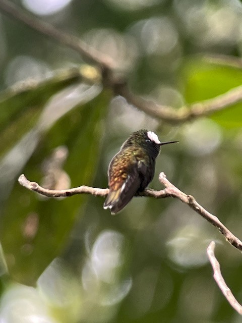 kolibřík běločelý - ML613440338