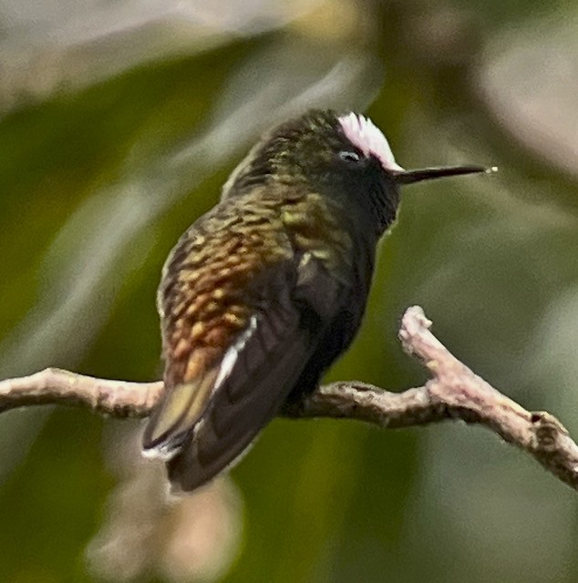 kolibřík běločelý - ML613440339