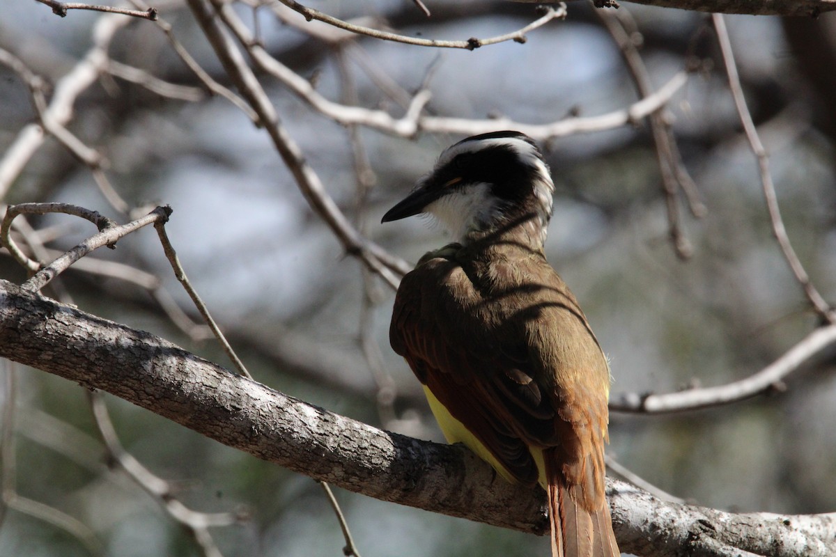 Great Kiskadee - ML613440345