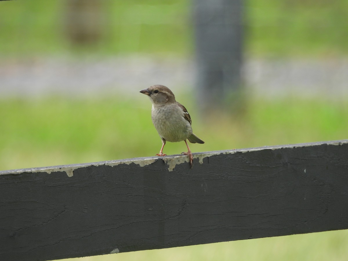 Moineau domestique - ML613440485