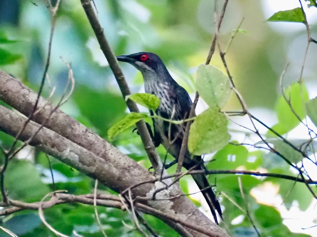 Metallic Starling - ML613440507