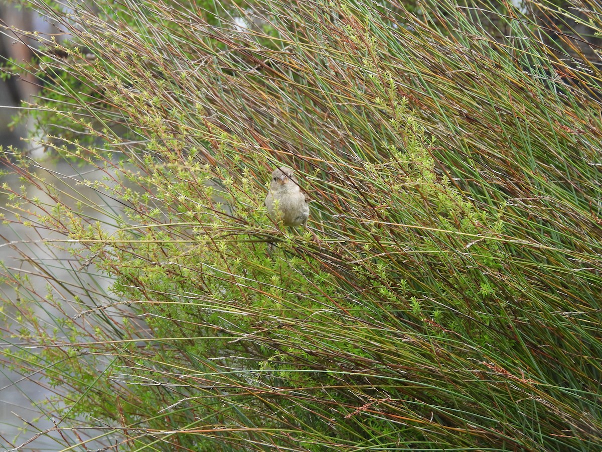 House Sparrow - ML613440648