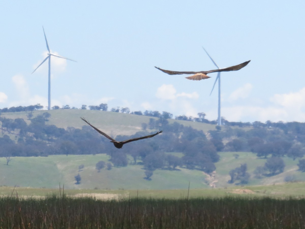 Swamp Harrier - ML613440657