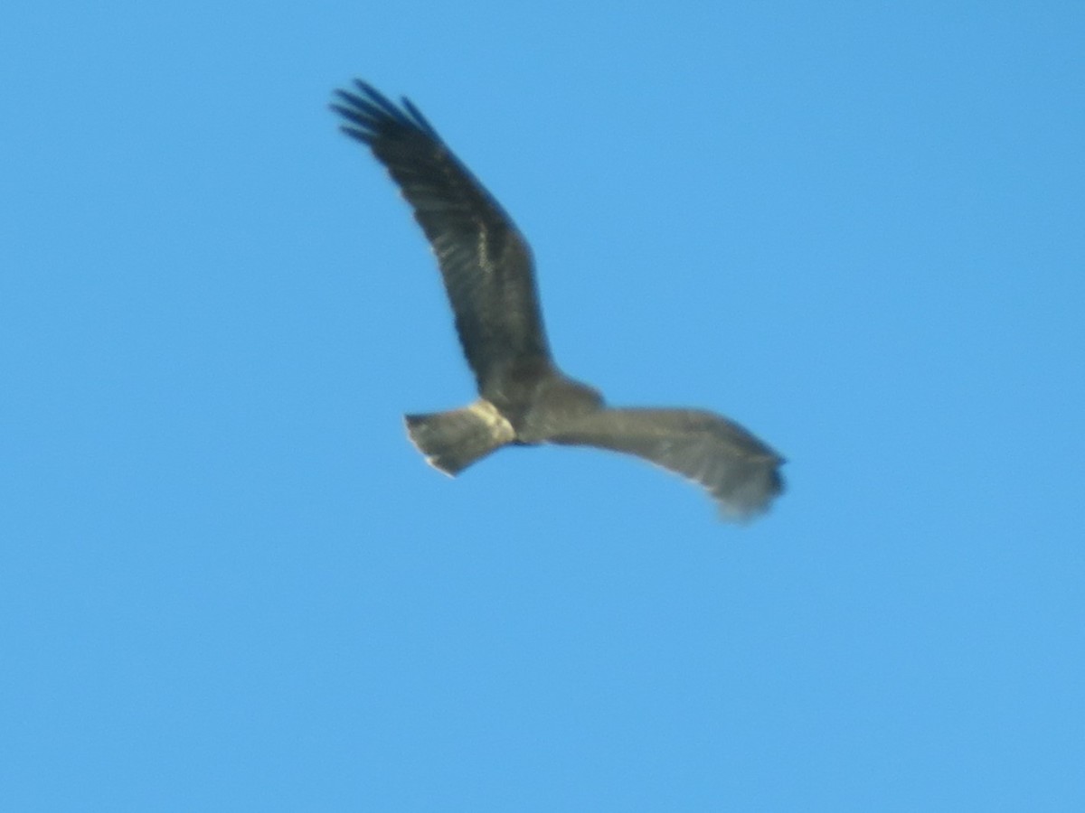 Aguilucho Lagunero del Pacífico - ML613440661