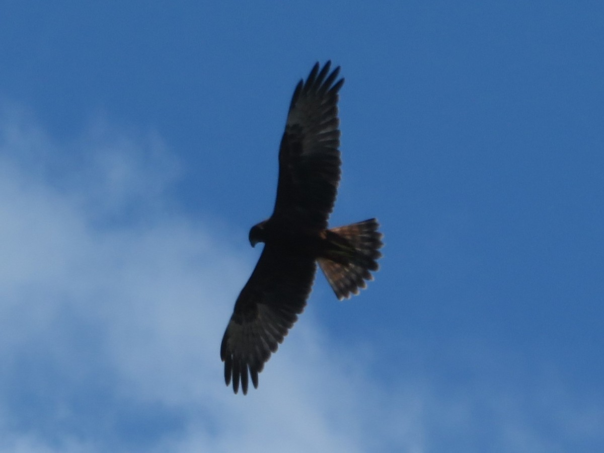 Swamp Harrier - ML613440673