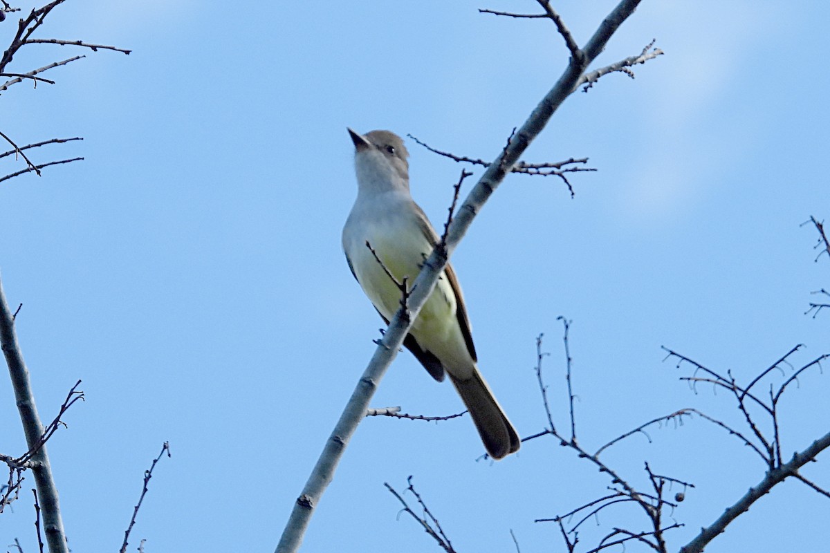 Ash-throated Flycatcher - Nancy Buis