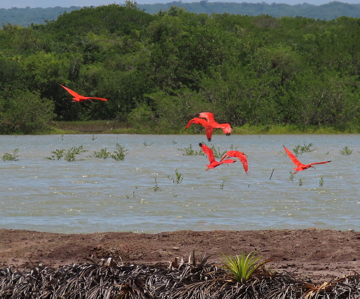 Scarlet Ibis - ML613440746