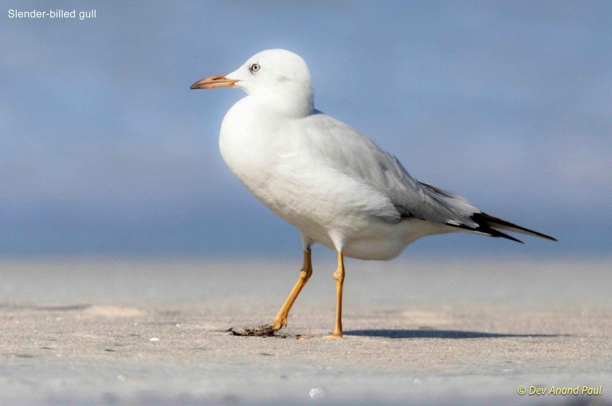 Slender-billed Gull - ML613440752