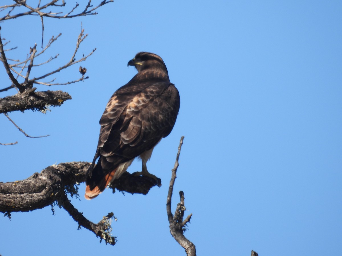 Rotschwanzbussard - ML613440784