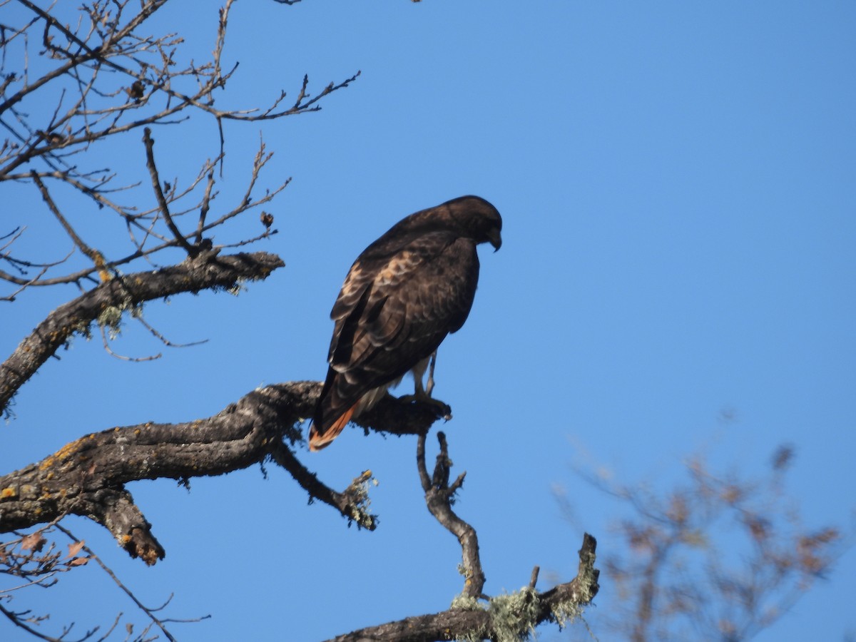 Red-tailed Hawk - Ralph Carlson