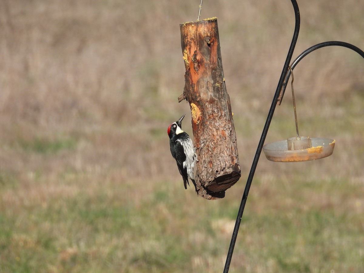 Acorn Woodpecker - ML613440811