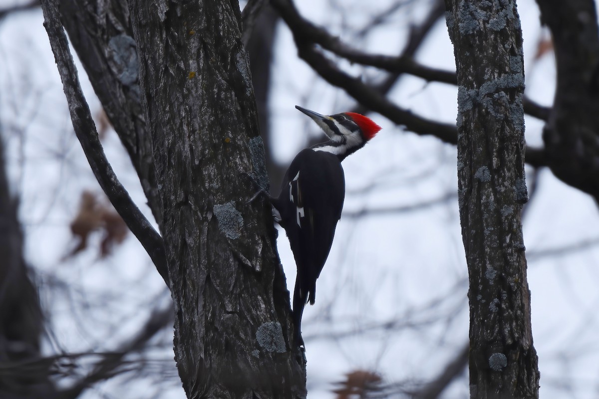 Pileated Woodpecker - ML613440825