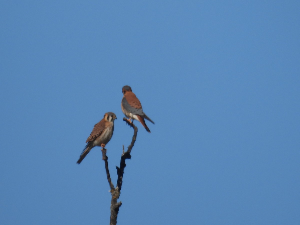 American Kestrel - ML613440833