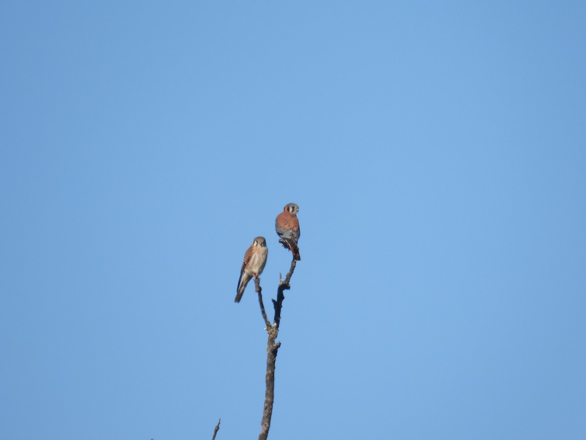 American Kestrel - ML613440834