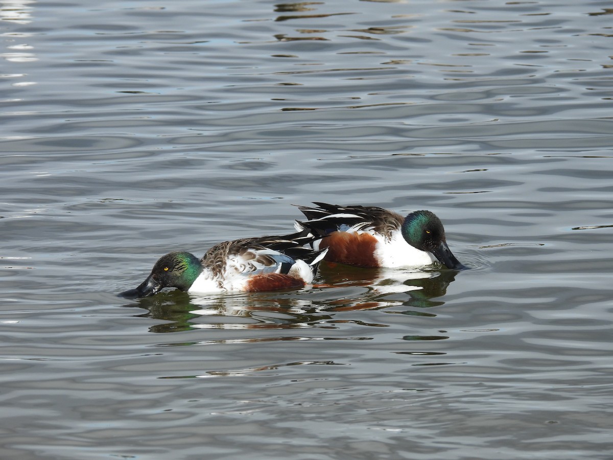 מרית צפונית - ML613440848