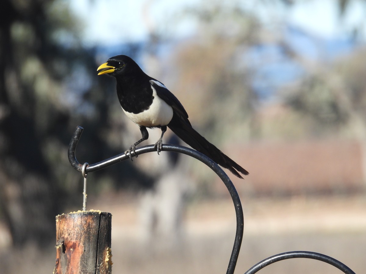 Yellow-billed Magpie - ML613440885