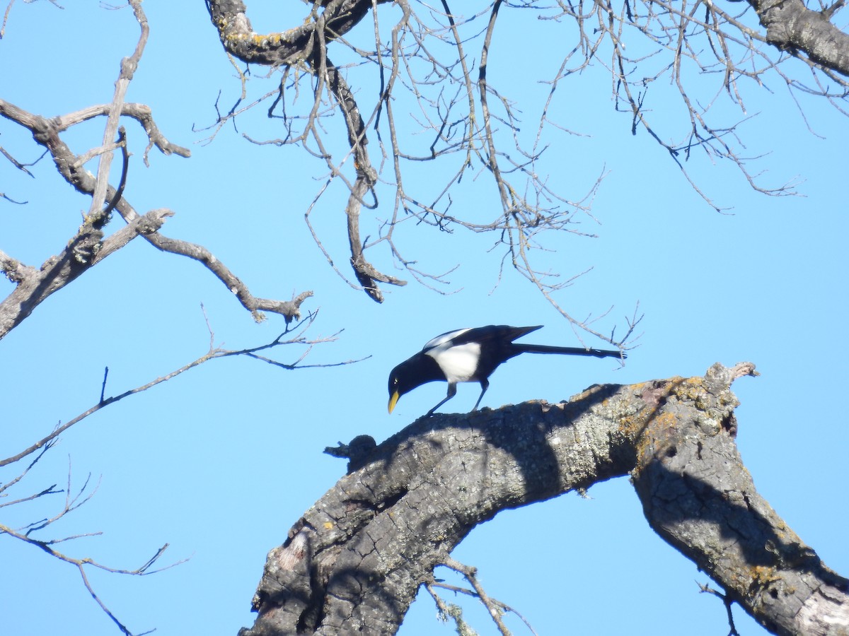 Yellow-billed Magpie - ML613440886