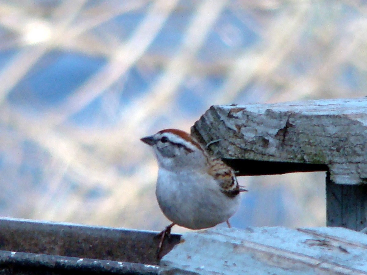 Chipping Sparrow - Peggy Blair