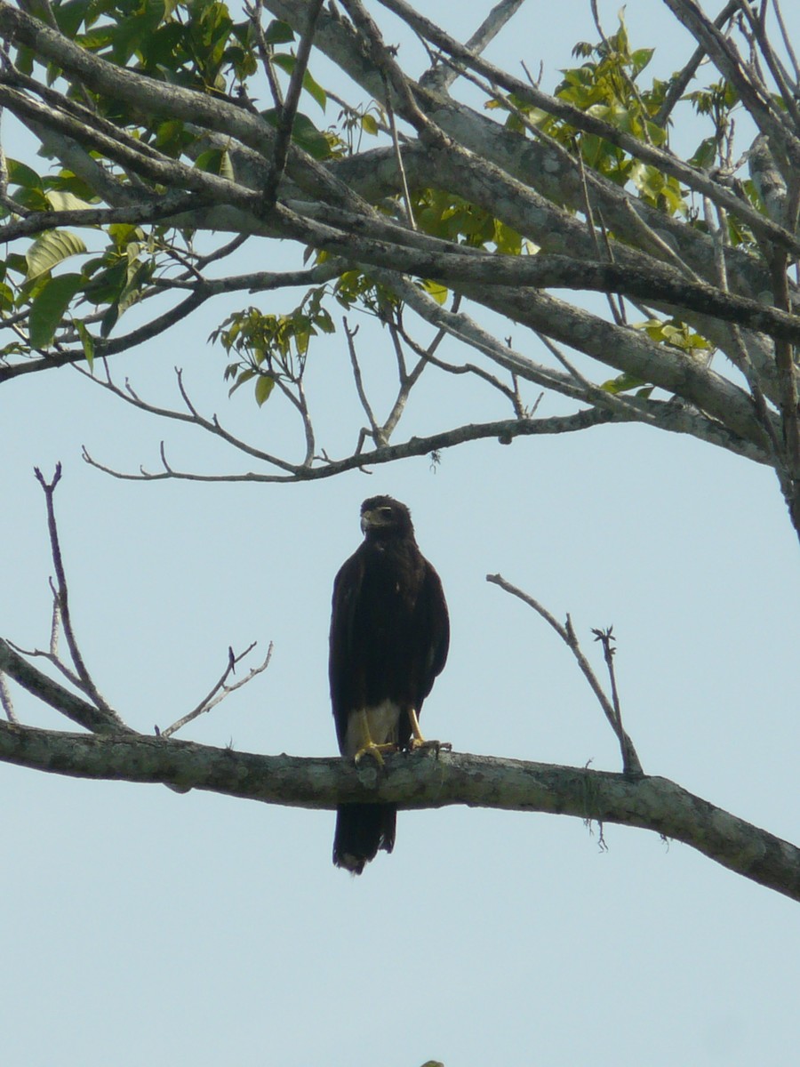 Schneckenbussard - ML613440907