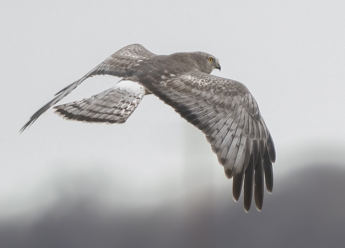 Northern Harrier - Jerry Ting