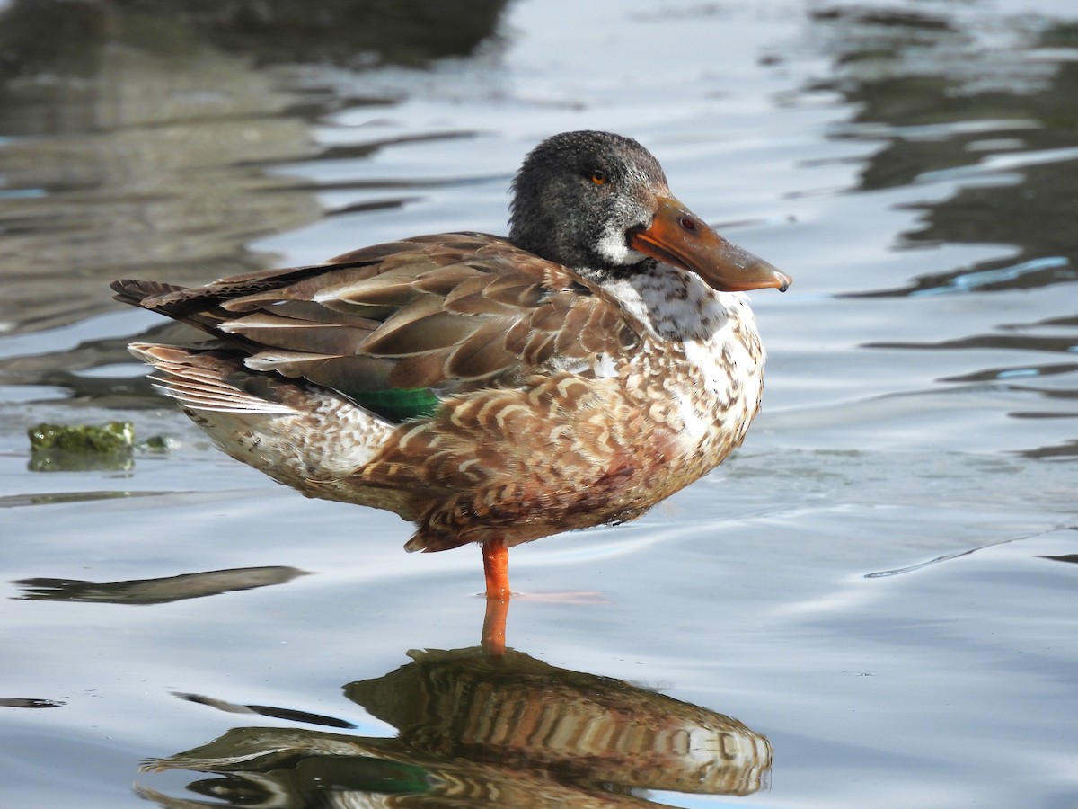 מרית צפונית - ML613440947